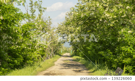 acacia flower 139226060