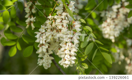 acacia flower 139226061