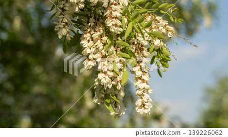acacia flower 139226062