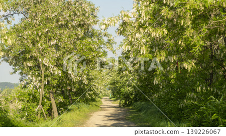 acacia flower 139226067