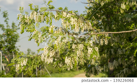 acacia flower acacia flower 139226068