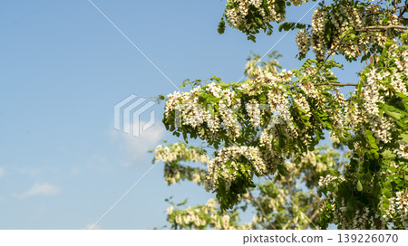 acacia flower 139226070