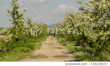 acacia flower acacia flower 139226072