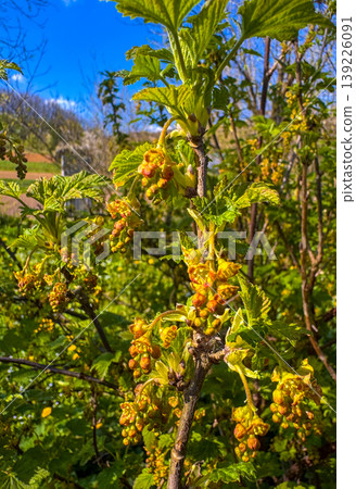 Yellow flowering plant in a garden during springtime in daylight hours Yellow flowering plant in a garden during springtime in daylight hours 139226091