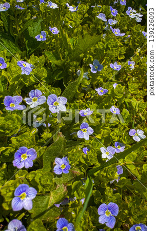 Purple and green flowers grow in a field on a sunny day in springtime Purple and green flowers grow in a field on a sunny day in springtime 139226093