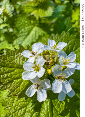 White flowers bloom among green leaves in a garden during spring season White flowers bloom among green leaves in a garden during spring season 139226099