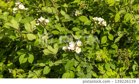briar briar 139226139