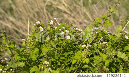 briar briar 139226141
