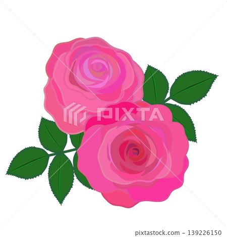 Illustration of a dark pink rose Illustration of a dark pink rose 139226150