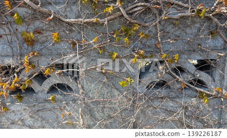 Ivy creeping on a concrete wall Ivy creeping on a concrete wall 139226187