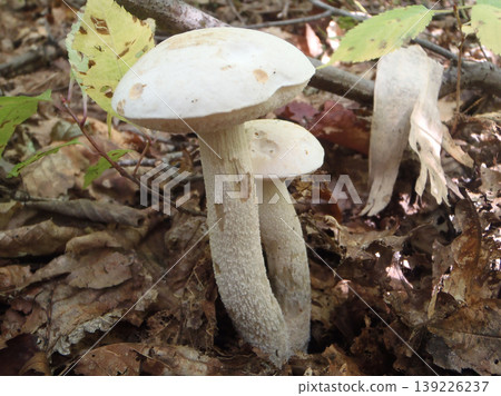 White Bolete White Bolete 139226237