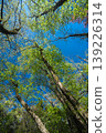 Scenery looking up at a forest of fresh greenery 139226314