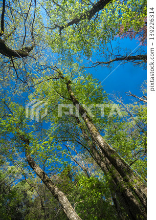 Scenery looking up at a forest of fresh greenery Scenery looking up at a forest of fresh greenery 139226314