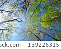 Scenery looking up at a forest of fresh greenery 139226315