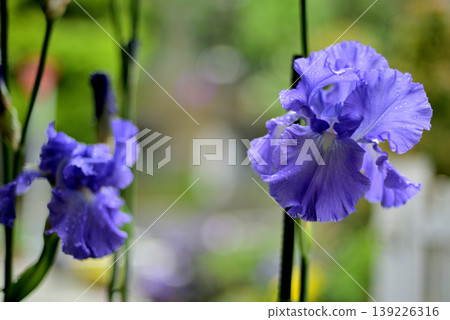 German iris flowers in the rain German iris flowers in the rain 139226316