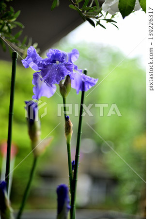 German iris flowers in the rain German iris flowers in the rain 139226317