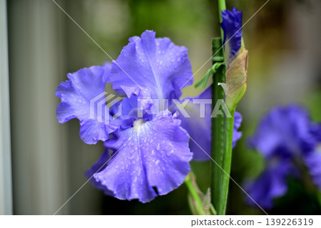 German iris flowers in the rain German iris flowers in the rain 139226319