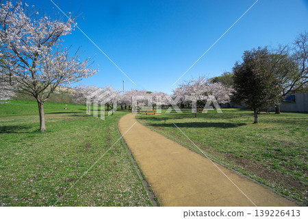 櫻花盛開時的狹山公園:風之廣場的步道 櫻花盛開時的狹山公園:風之廣場的步道 139226413