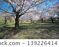 Sayama Park, Wind Square, during cherry blossom season 139226414