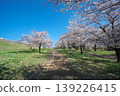 Sayama Park, Wind Square, during cherry blossom season 139226415