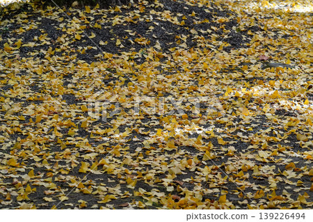 Yellow ginkgo leaves scattered on the ground Yellow ginkgo leaves scattered on the ground 139226494