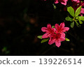 杜鵑花盛開在樹蔭下 139226514