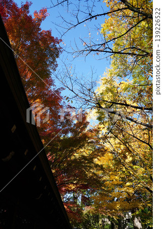 Yellow ginkgo leaves and red maple leaves 139226522
