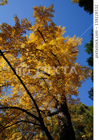 The yellowing leaves of the ginkgo tree The yellowing leaves of the ginkgo tree 139226532