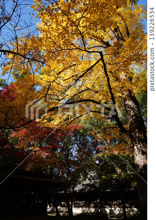 The yellowing leaves of the ginkgo tree The yellowing leaves of the ginkgo tree 139226534