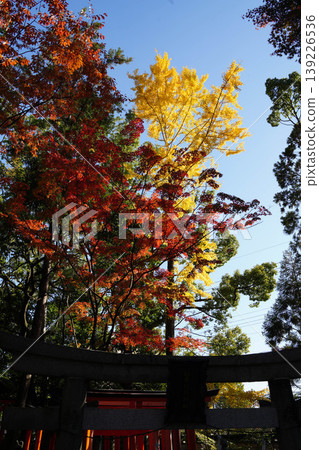 Yellow ginkgo leaves and red maple leaves Yellow ginkgo leaves and red maple leaves 139226536