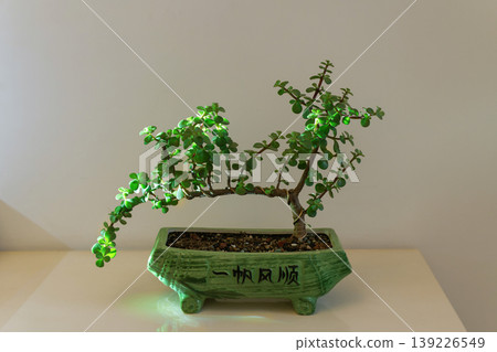 bonsai, plant, pot 139226549