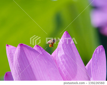 A bee flying over a lotus bud. A bee flying over a lotus bud. 139226560