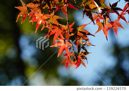 bright red maple leaves bright red maple leaves 139226570