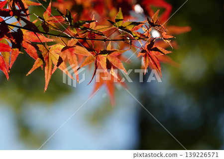 鮮紅的楓葉 鮮紅的楓葉 139226571