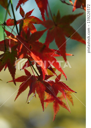 鮮紅的楓葉 139226572