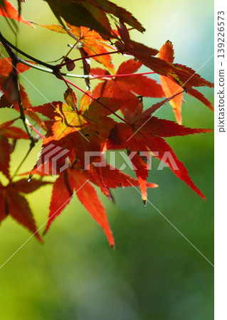 鮮紅的楓葉 鮮紅的楓葉 139226573