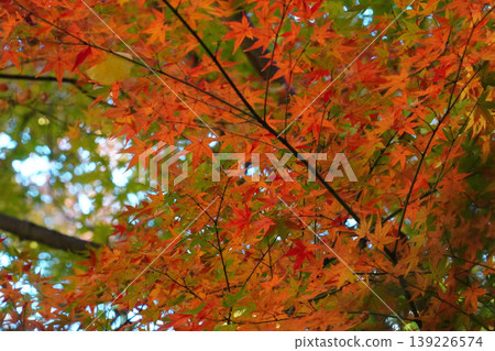 bright red maple leaves bright red maple leaves 139226574