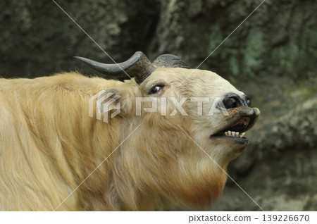 A close-up of a golden takin's face. One of China's three rarest animals with a unique face. A close-up of a golden takin's face. One of China's three rarest animals with a unique face. 139226670