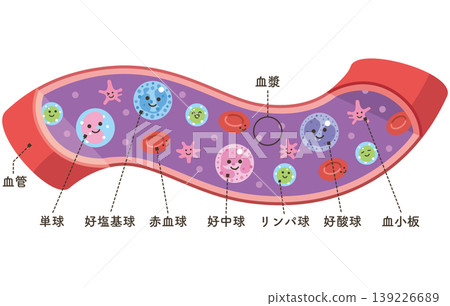 血管中的各種細胞（附名稱） 139226689