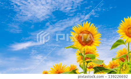 壁紙背景，展現了夏天的天空和向日葵田。 139226692