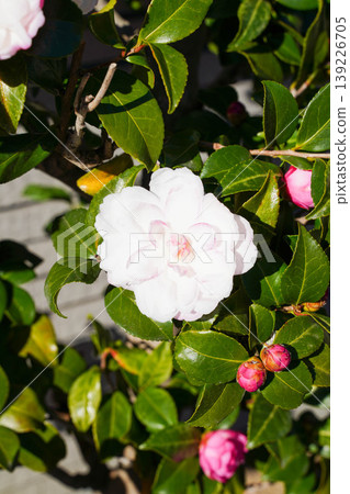 White camellia flower White camellia flower 139226705