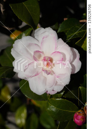 白色山茶花 白色山茶花 139226706