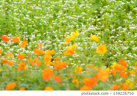 黃色波斯菊和蕎麥花 139226750