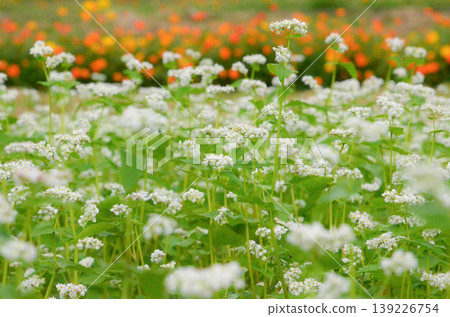 黃色波斯菊和蕎麥花 139226754