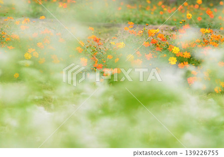 Yellow cosmos and buckwheat flowers Yellow cosmos and buckwheat flowers 139226755