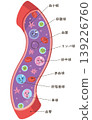 Various cell types in blood vessels (with names) 139226760