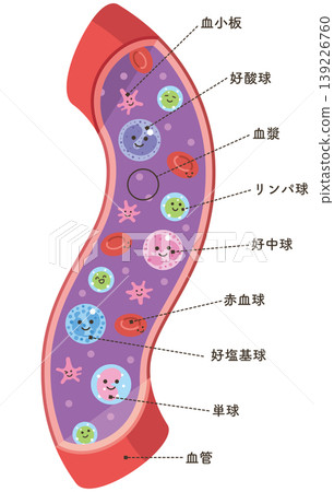 Various cell types in blood vessels (with names) Various cell types in blood vessels (with names) 139226760
