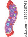 Various cell types in blood vessels (unnamed) 139226761
