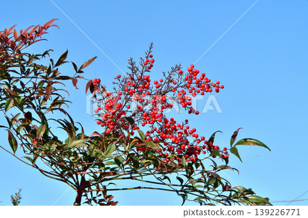 A nandina tree covered in red berries A nandina tree covered in red berries 139226771