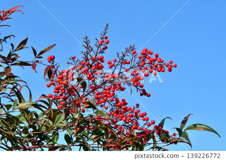 一棵結滿紅色漿果的南天竹樹 一棵結滿紅色漿果的南天竹樹 139226772